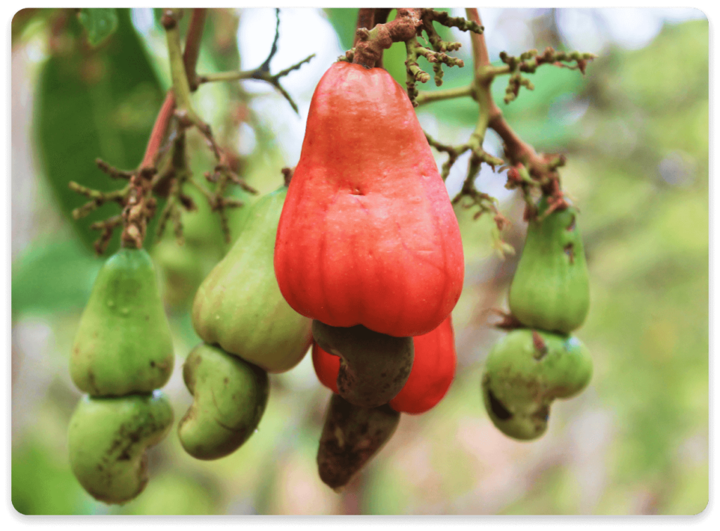 Cashew nutrient