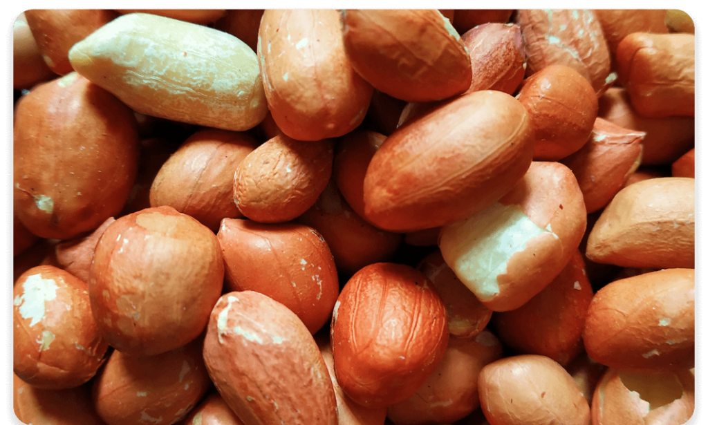 Groundnut
