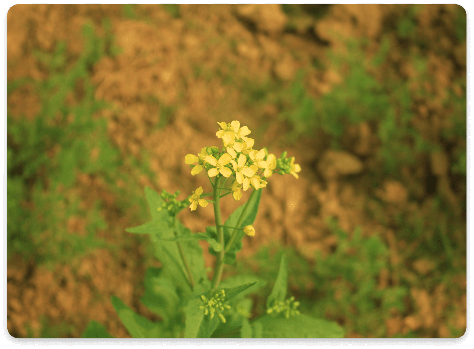 Potassium-based fertilizers