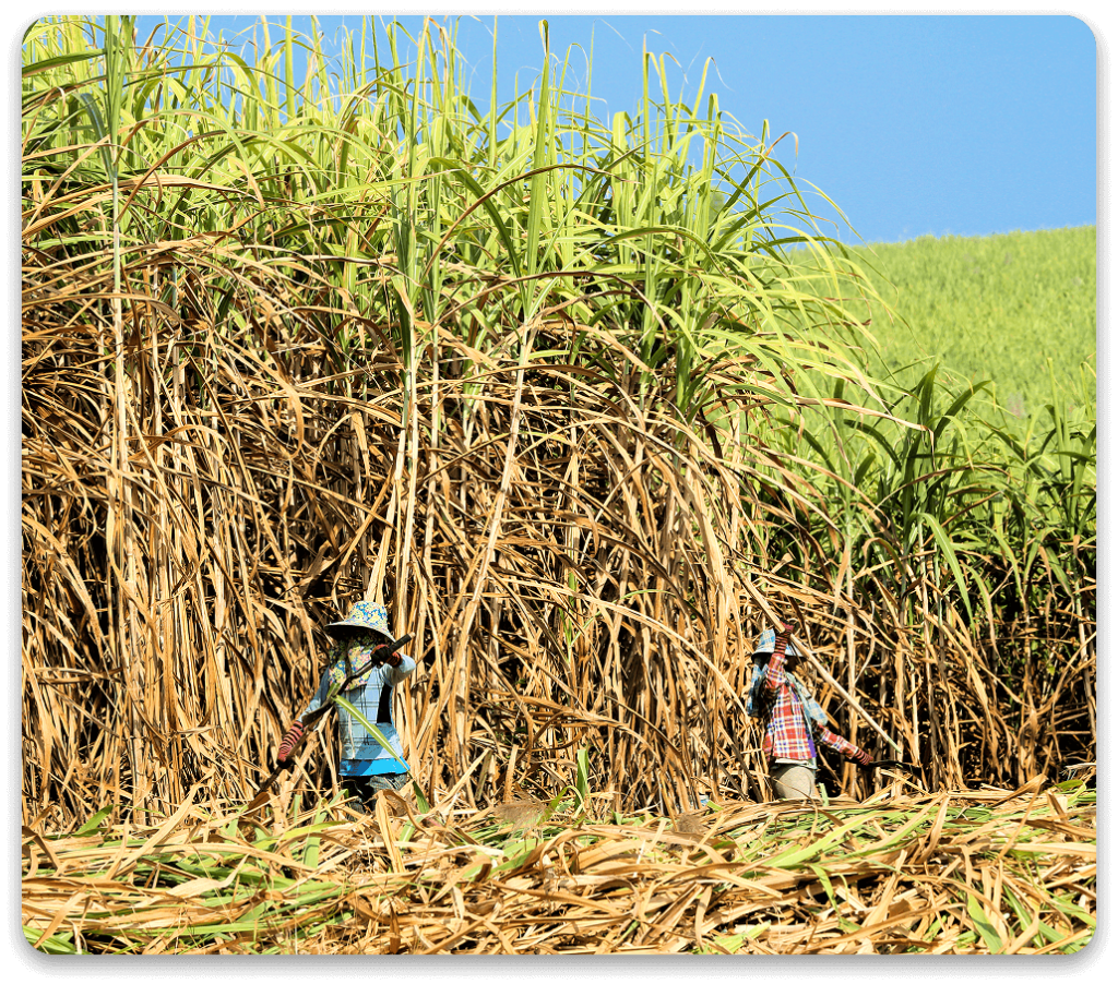 Sugarcane location