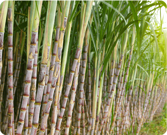 sugarcane